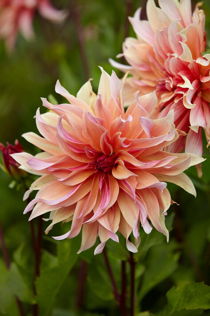 Dahlia Cactus Labyrint 1-pakning